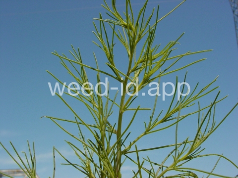 thistle, Russian